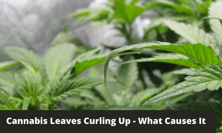 cannabis leaves curling up