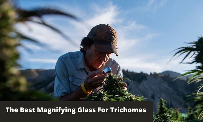 the best magnifiying glass for trichomes