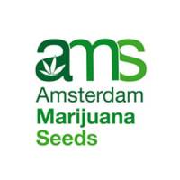 Amsterdam Marijuana Seeds