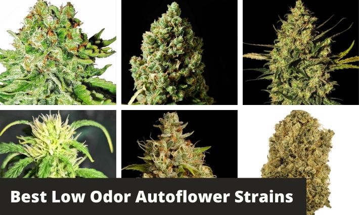 best low odor autoflower strains