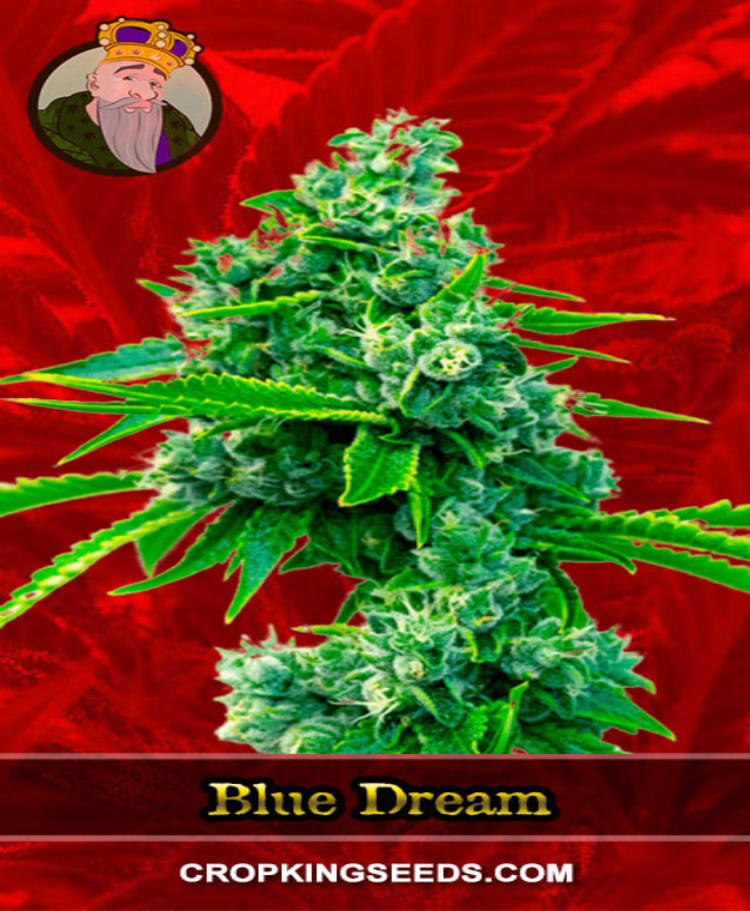 blue dream feminized seeds crop king seeds 2