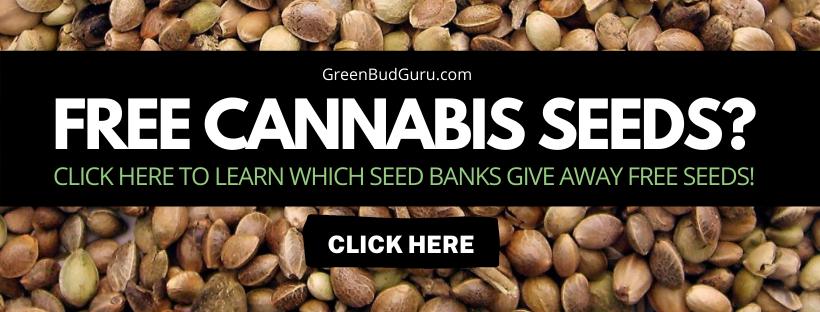 free cannabis seeds