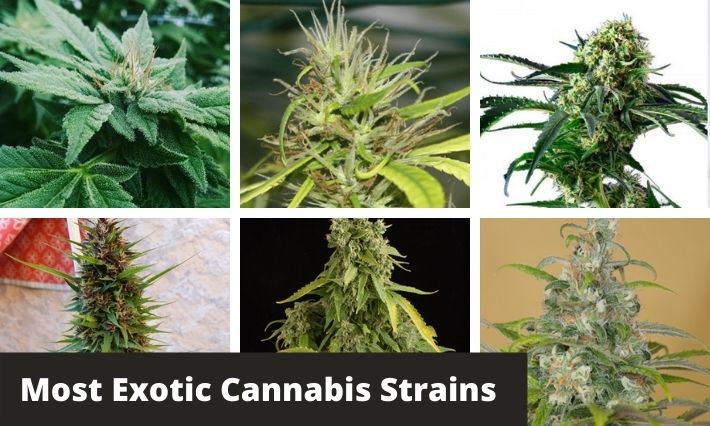 most exotic cannabis strains