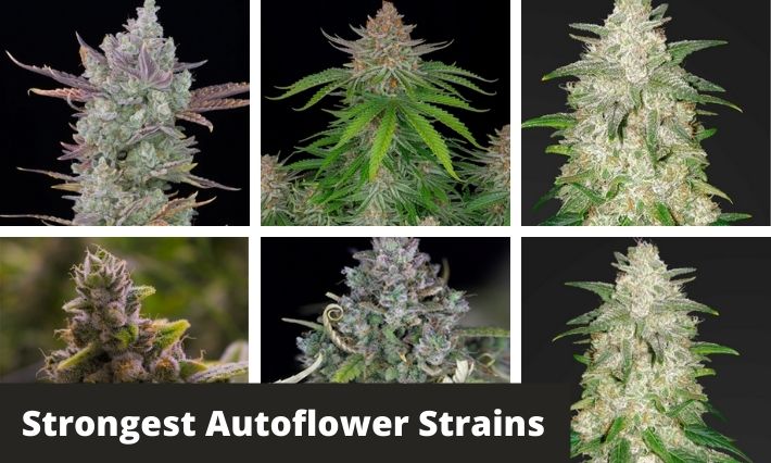 strongest autoflower strains
