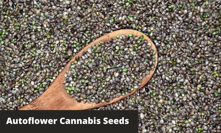 Autoflower Cannabis Seeds