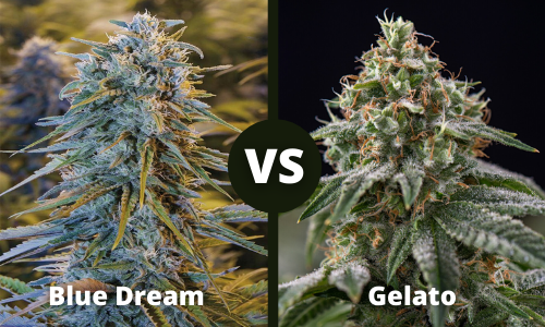 blue dream vs gelato