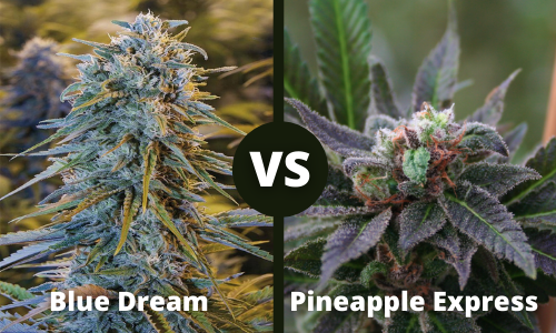 blue dream vs pineapple express