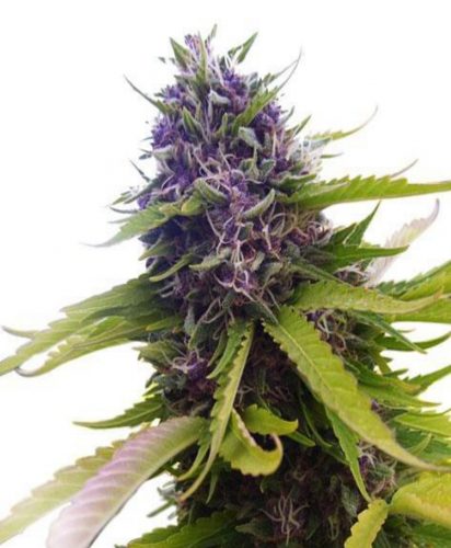 blueberry-feminized-seeds-ilgm