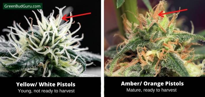 Cannabis pistil colors