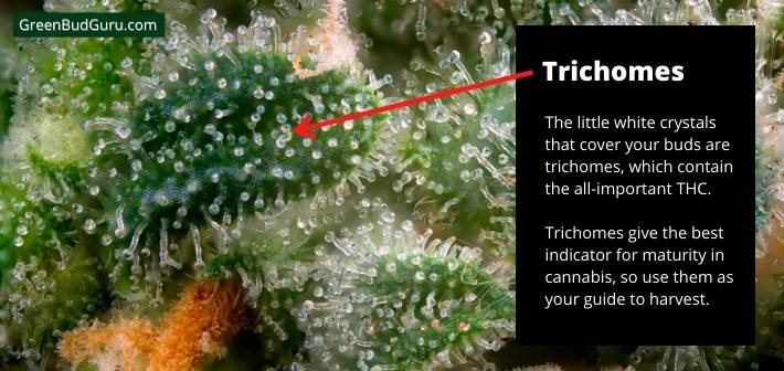 Trichomes