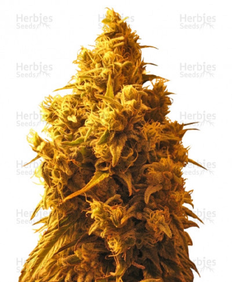 cannatonic feminized seeds herbies seeds