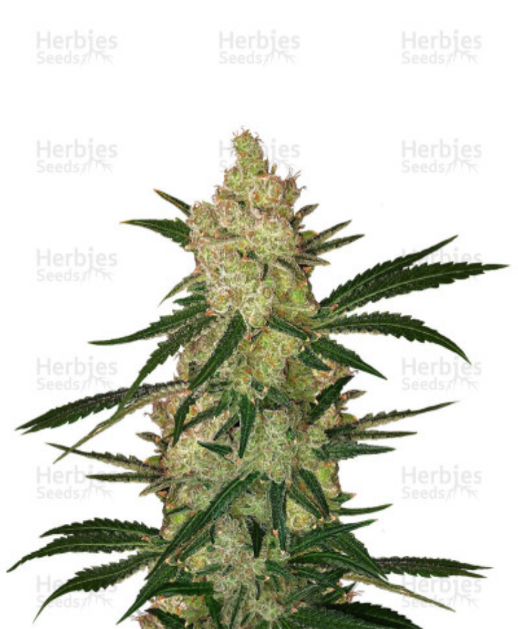 cinderella99 feminized seeds herbies 2