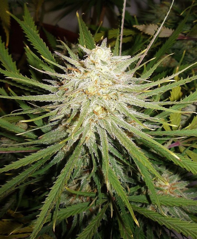 cinderella99 strain 1