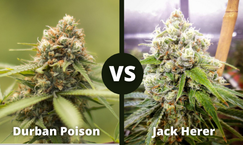 durban poison vs jack herer