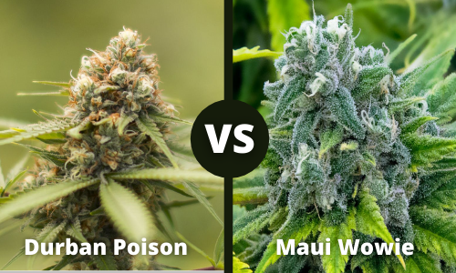 Durban Poison vs Maui Wowie