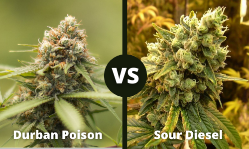 durban poison vs sour diesel