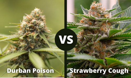 Durban Posion vs Strawberry Cough