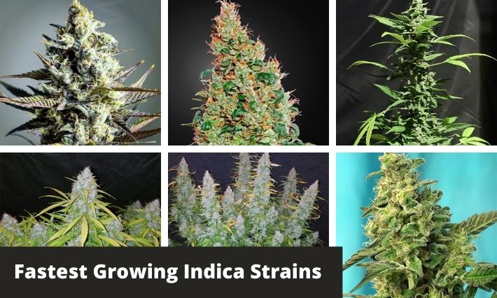 fastest growing indica strains