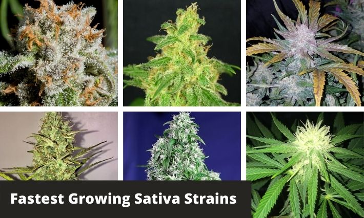 fastest growing sativa strains