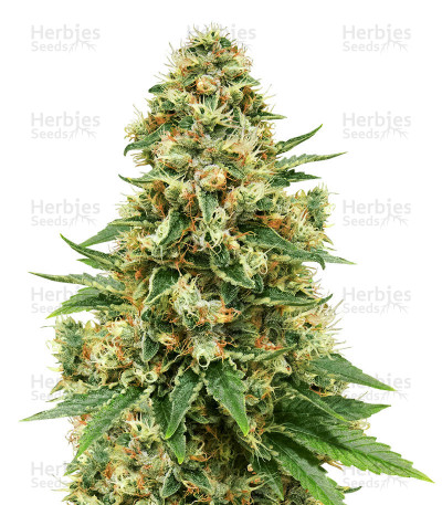 fruity pebbles feminized seeds herbies