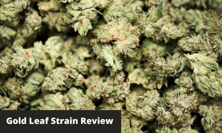 gold leaf strain review