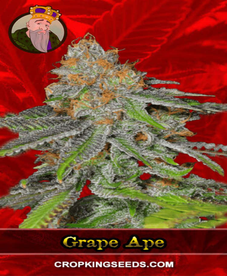 grape ape feminized seeds cropkingseeds 1