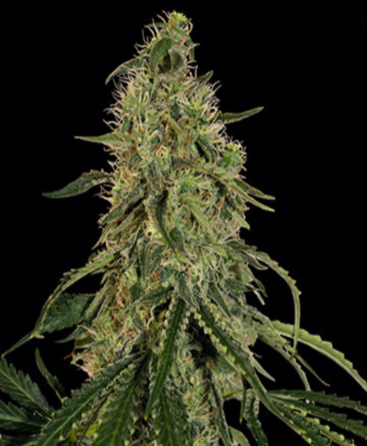 grapefruit feminized seeds seedsman 1