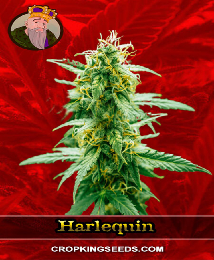 harlequin feminized seeds cropkingseeds 1