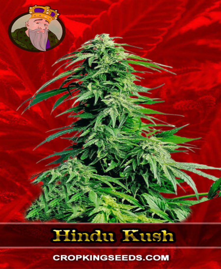 hindu kush feminized seeds cropkingseeds 1