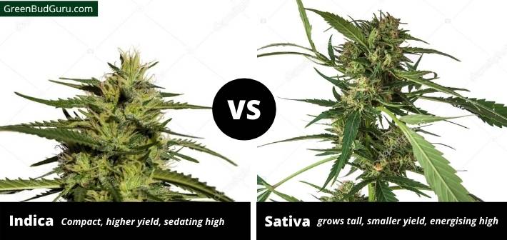 Indica vs Sativa