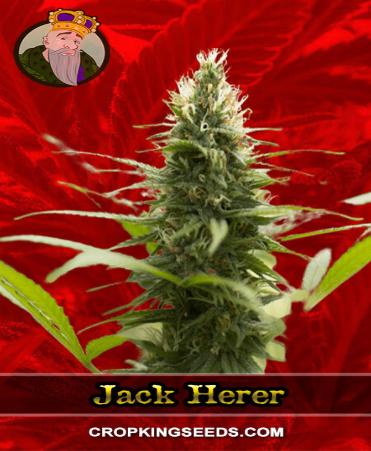 jack herer feminized seeds cropkingseeds 1