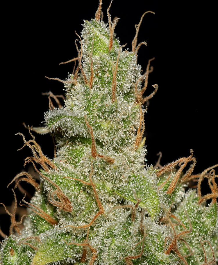 jack herer feminized seeds seedsman 1