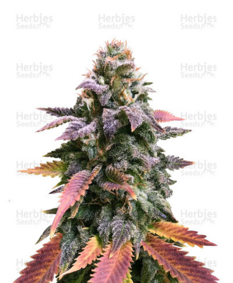 laughing buddha feminized seeds herbies 1