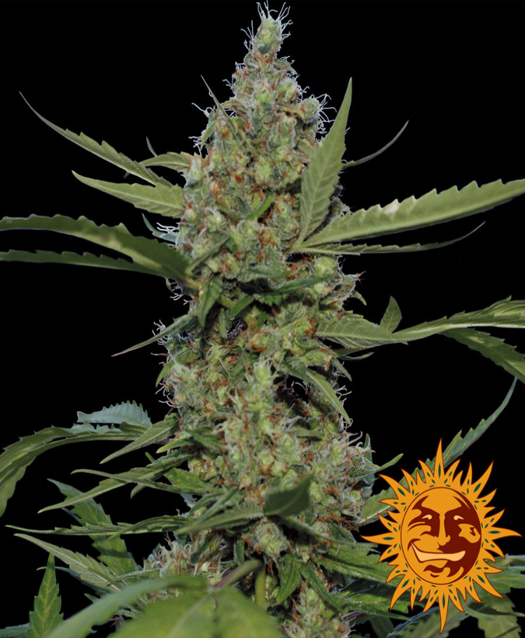 laughing buddha feminized seeds seedsman 1