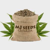 MJ Seeds Canada