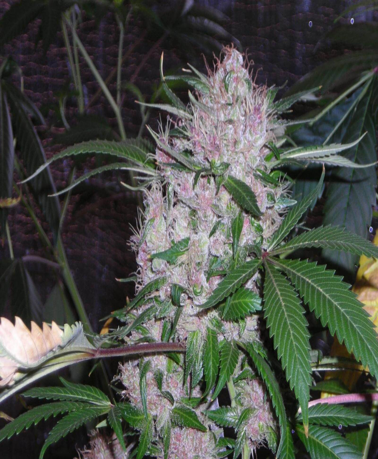 northern lights feminzed seeds seedsman 1