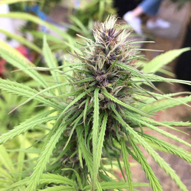 Organic Cannabis Growing
