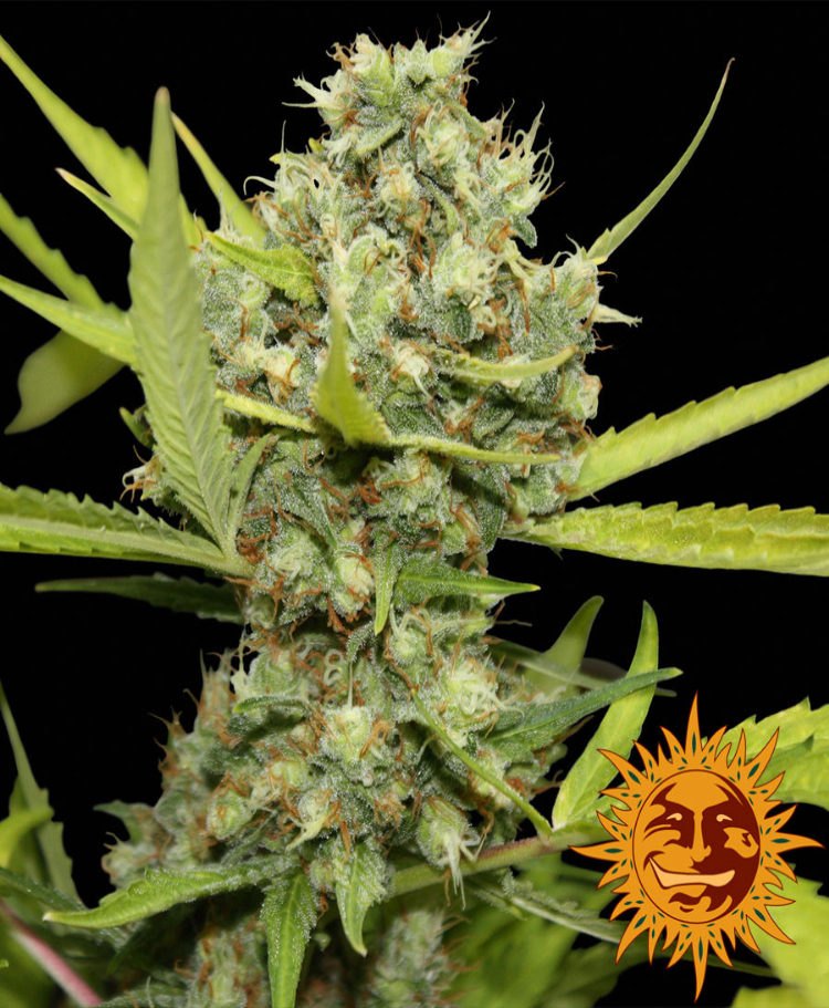 pineapple chunk feminized seeds seedsman 1