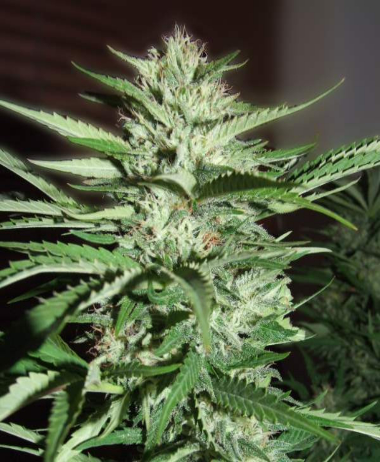 pineapple express feminized seeds seedsman 1