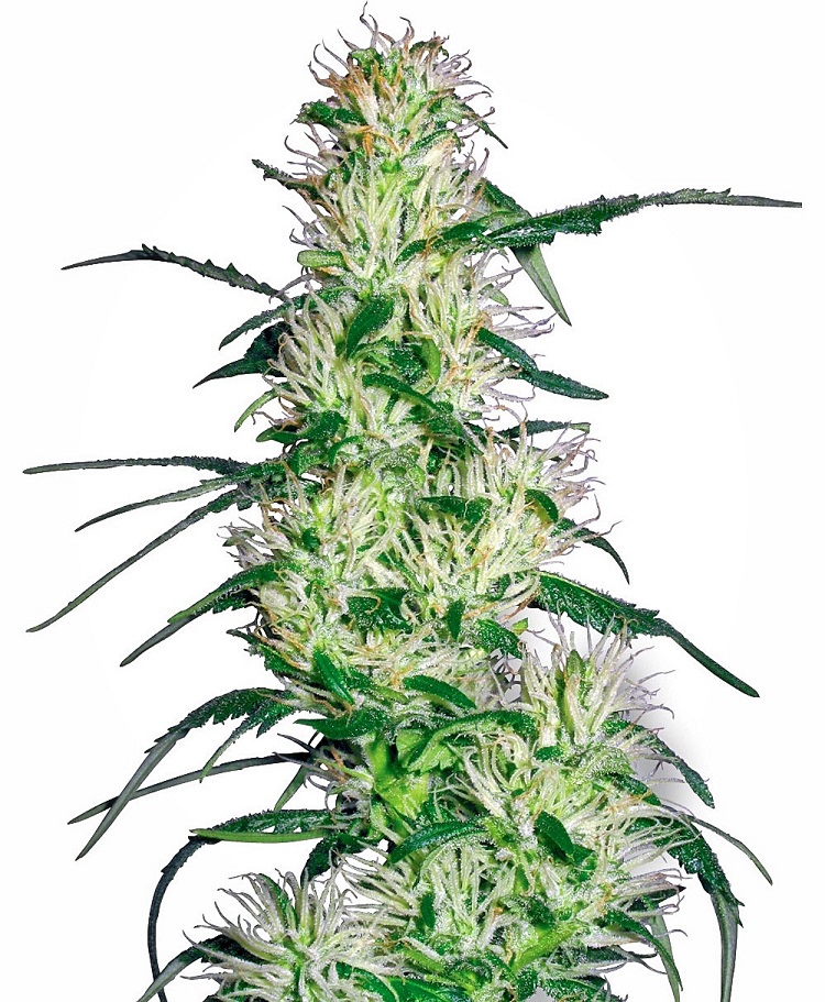 purple haze feminized seeds seedsman 1 1