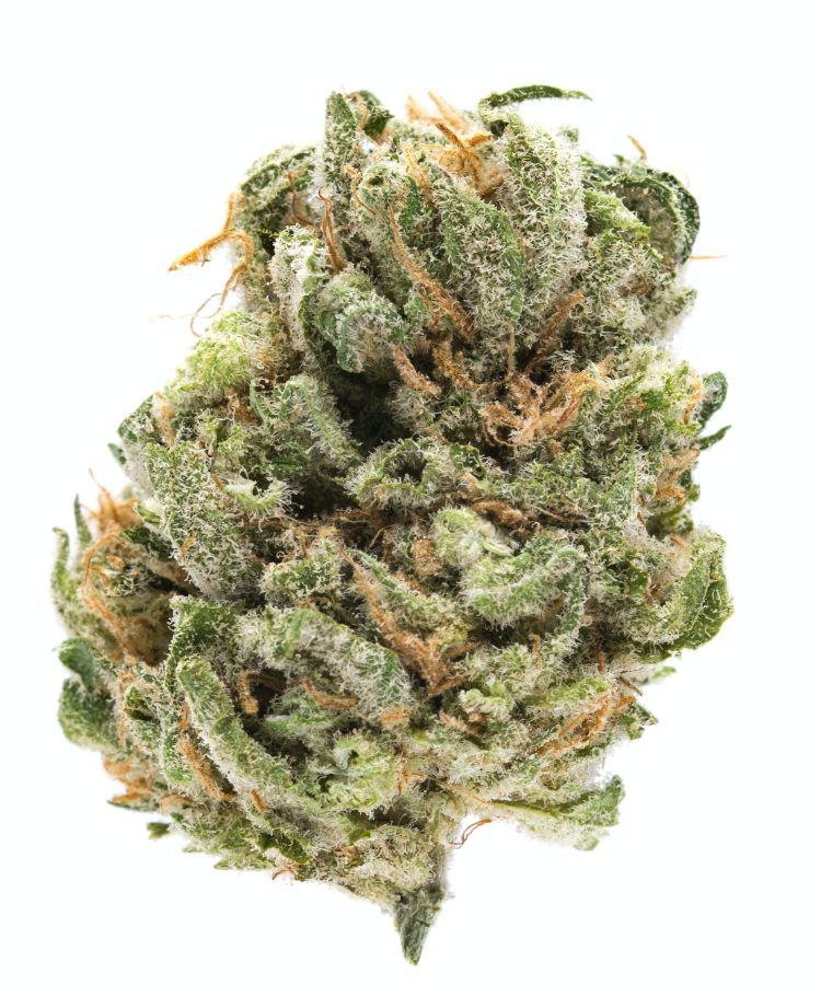 purple silverback strain purple silverback strain