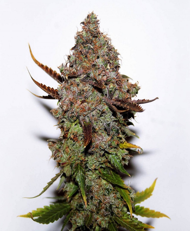 skunk no 1 feminized seeds seedsman