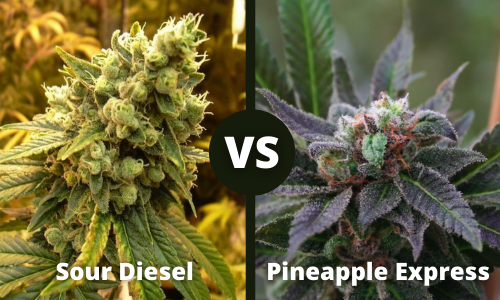 sour diesel vs pineapple express