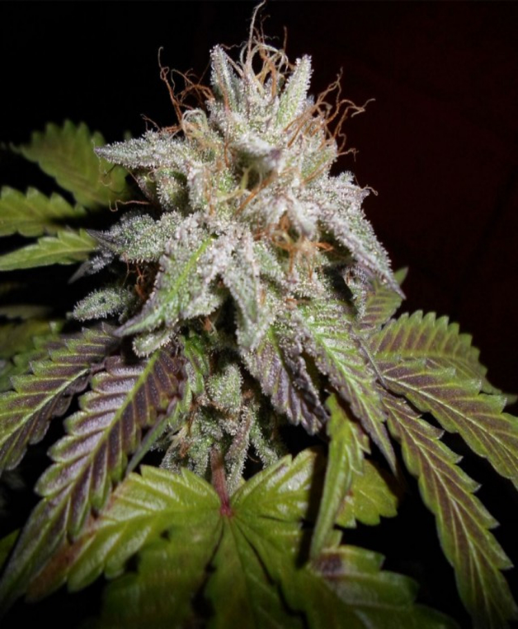 sunset sherbet feminized seeds seedsman 1