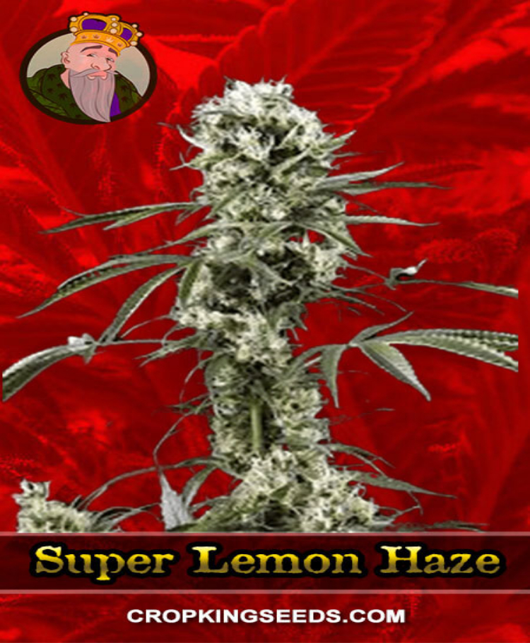 super lemon haze feminized seeds cropkingseeds 1