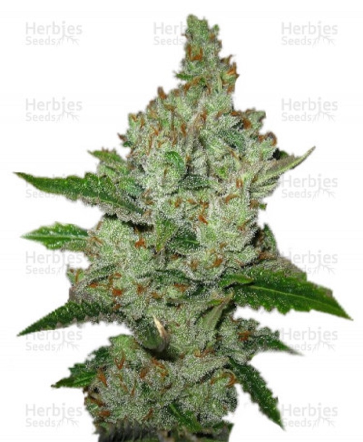 super lemon haze feminized seeds herbies seeds