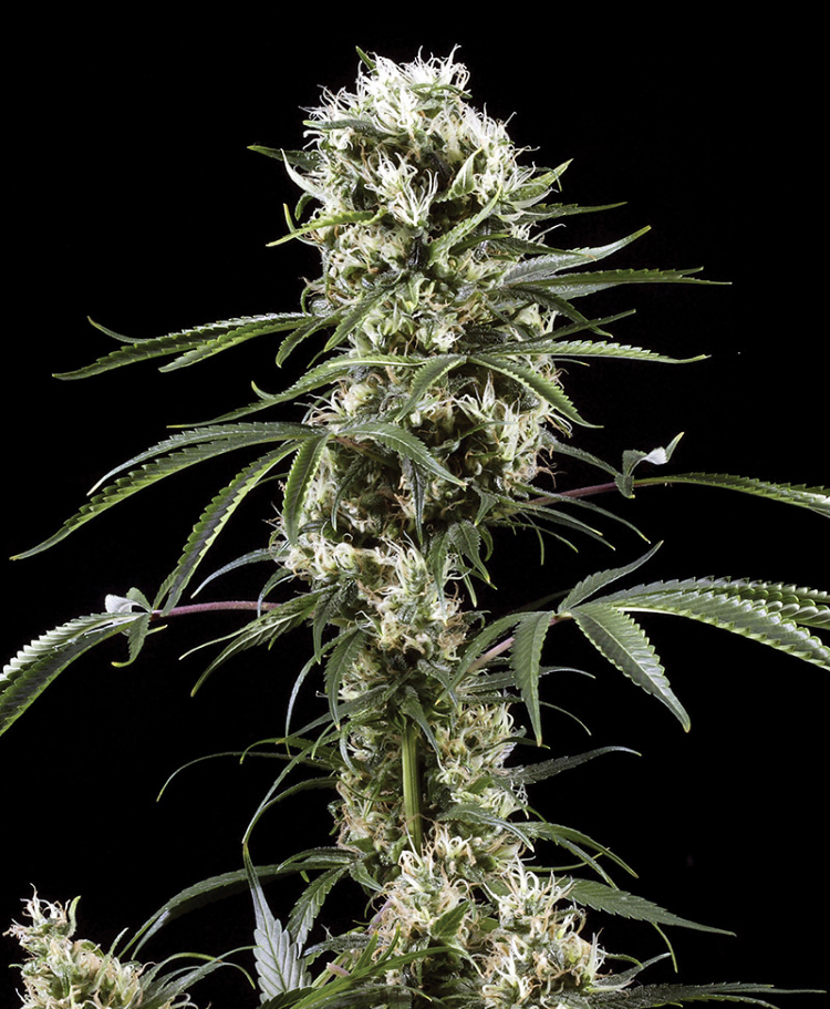 super lemon haze feminized seeds seedsman 1