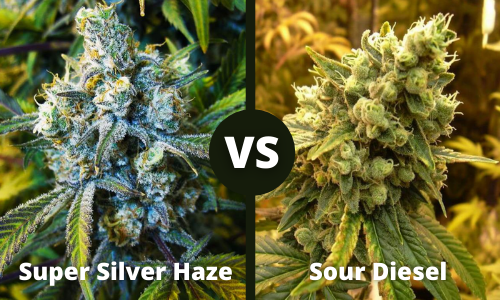 super silver haze vs sour diesel