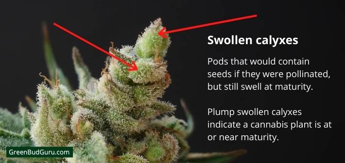 Swollen calyxes on a cannabis plant