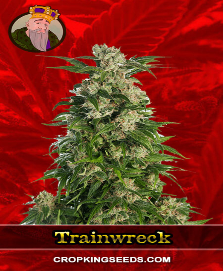 trainwreck feminized seeds cropkingseeds 1